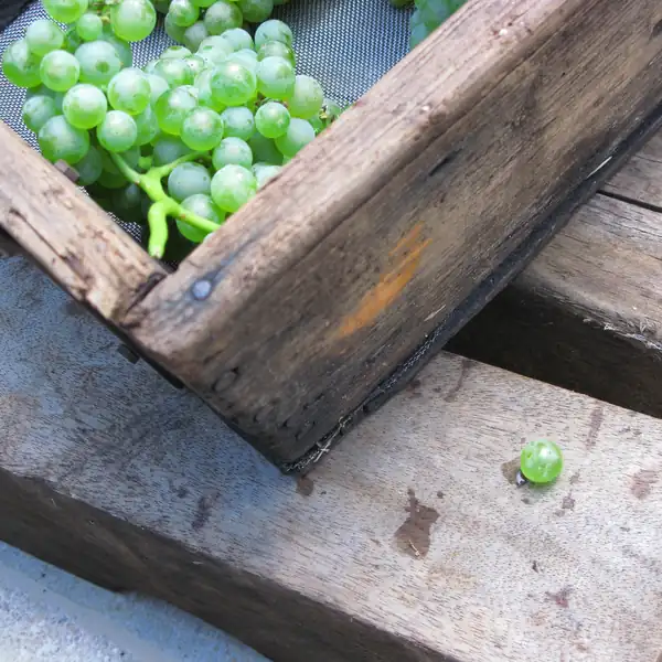 Grappoli verdi nelle cassette di legno