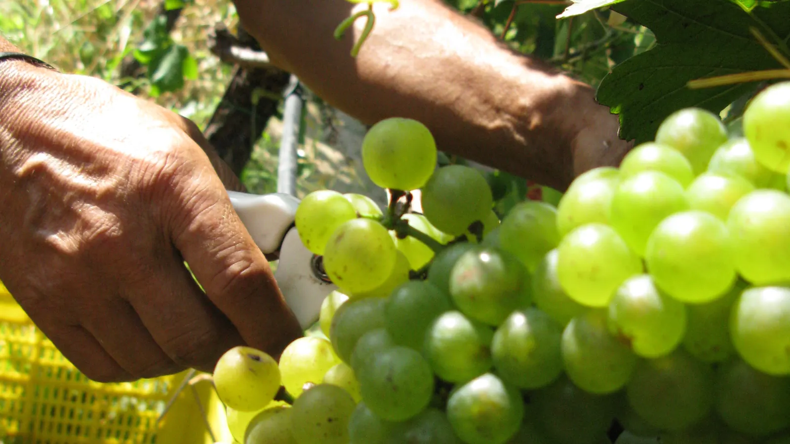 Mani che staccano un grappolo di uva durante la raccolta